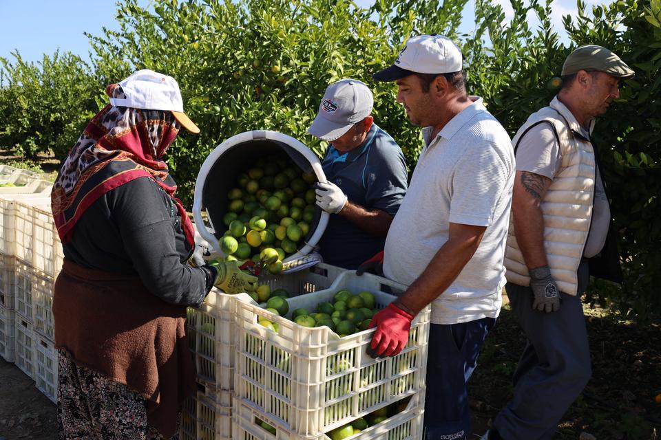 Mandalina ihracatında Ekim bereketi