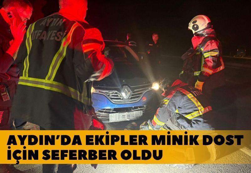 Aydın’da ekipler minik dost için seferber oldu