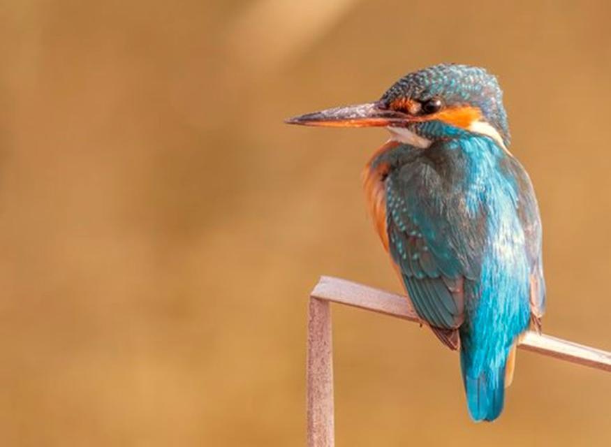 SAVCININ OBJEKTİFİNDEN YABAN HAYATI SAVCININ ÇEKTİĞİ HAYVANLAR ALEMİ VİDEOLARI BELGESELLERİ ARATMIYOR