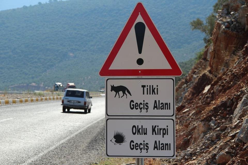 GÜNEY EGE TURİZM KARAYOLU YABAN HAYATINI TEHDİT EDİYOR DOĞASEVERLERDEN, EKOLOJİK KÖPRÜ ÇAĞRISI BAŞKAN SÜRÜCÜ: "YOLUN ALTINDAKİ MENFEZLER, EKOLOJİK ALT GEÇİŞ OLARAK DÜZENLENMELİ"