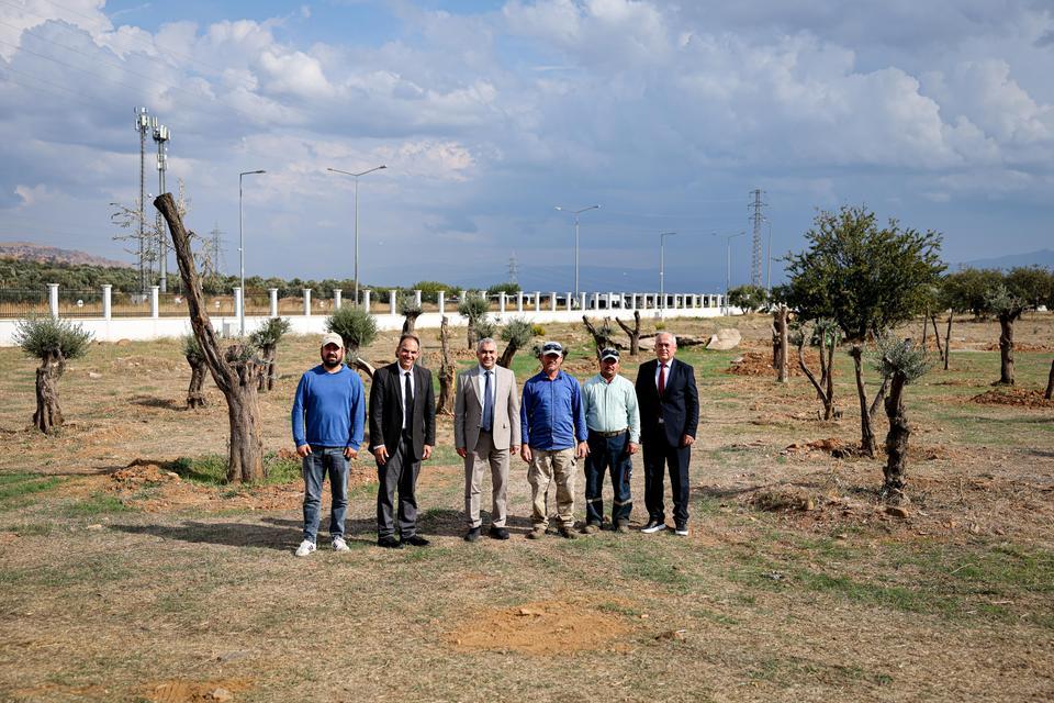 Nysa’nın tarihi zeytin ağaçları ADÜ kampüsünde yaşatılacak
