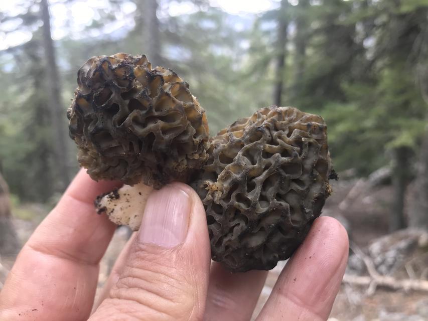 ANTALYA'DA 'KUZUGÖBEĞİ MANTARI' SEZONU BAŞLADI AKSEKİ İLÇESİNDE, SEDİR VE LADİN GİBİ AĞAÇLARIN DİBİNDE TOPLANAN KUZUGÖBEĞİ MANTARI, KİLOGRAMI BİN 250 LİRADAN SATILIYOR