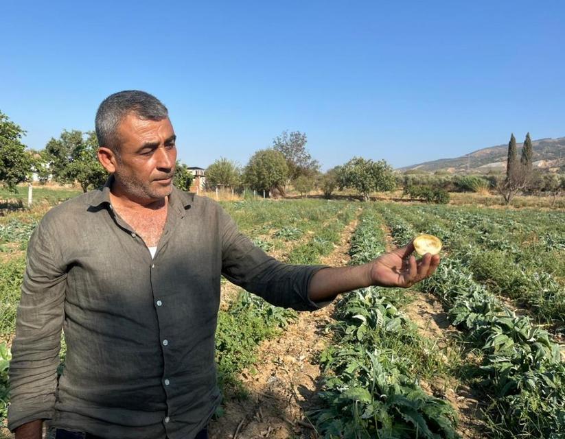 Aydın'ın tescilli ürününü enginarın kaymağını başkaları yiyor