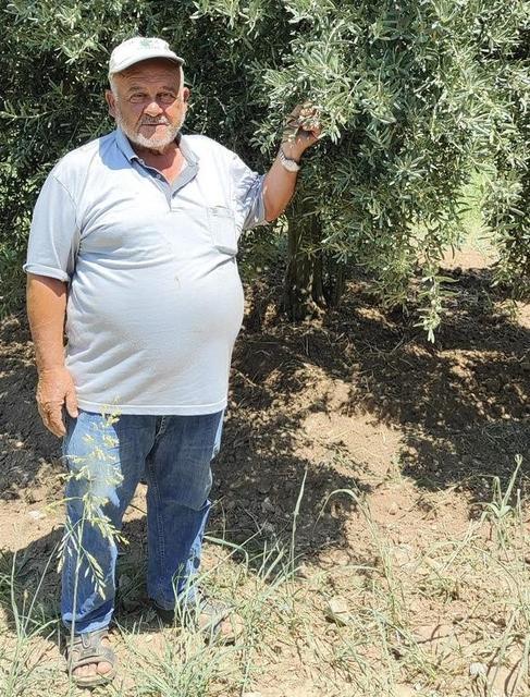 Menteşe’de zeytinliklerde Entegre Mücadele denetimi