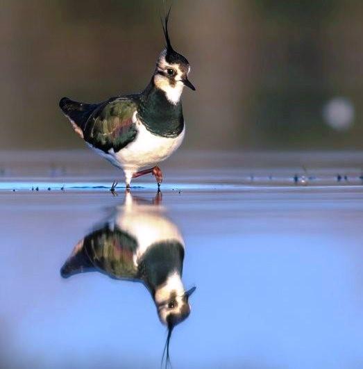 SAVCININ OBJEKTİFİNDEN YABAN HAYATI SAVCININ ÇEKTİĞİ HAYVANLAR ALEMİ VİDEOLARI BELGESELLERİ ARATMIYOR