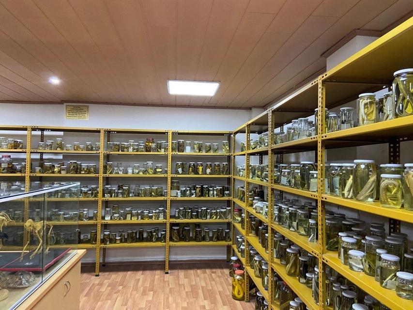 Aydın'daki Yılan Müzesi, 185 sürüngen türüyle eğitim ve araştırma merkezine dönüştü