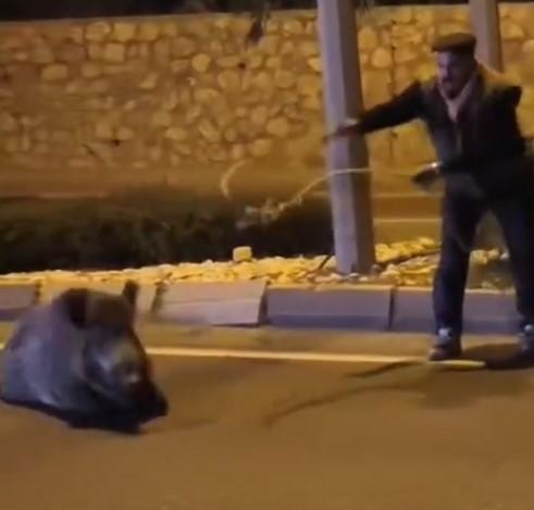 Yaban domuzunu kement atarak yakaladı