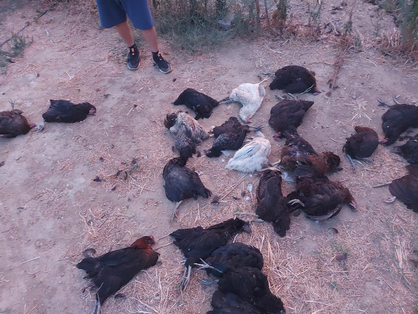Aydın'da sokak köpekleri 25 tavuğu telef etti
