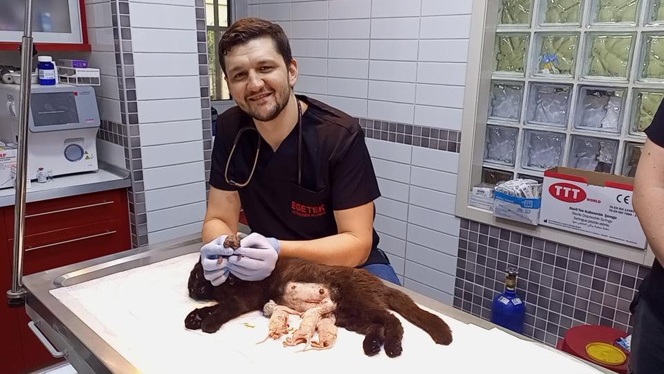 Aydın’da zorlu doğum mucizesi: Çift başlı yavru şaşkınlık yarattı