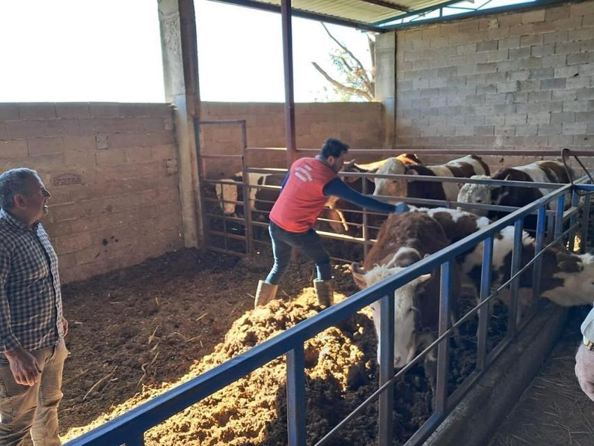 Köşk’te büyükbaş hayvanlarda şap aşılaması sürüyor