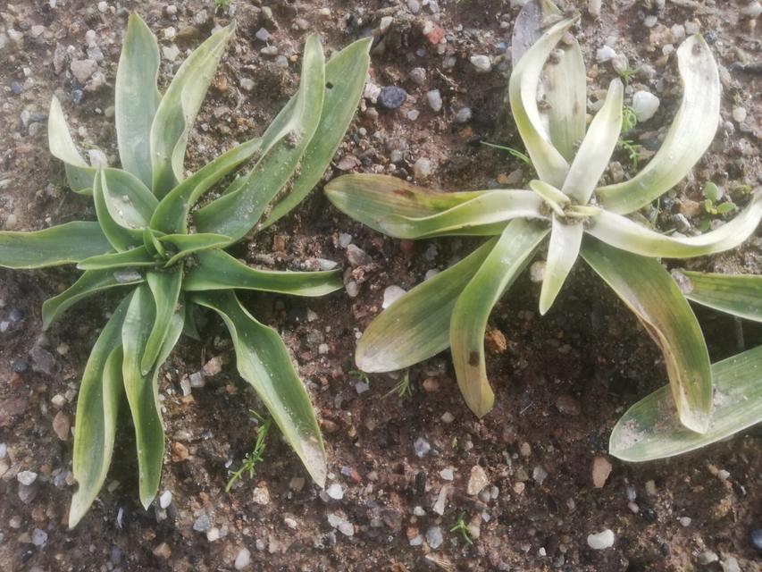 YENİ SEZONUN İLK SALEPLERİ TOPRAKLA BULUŞTU