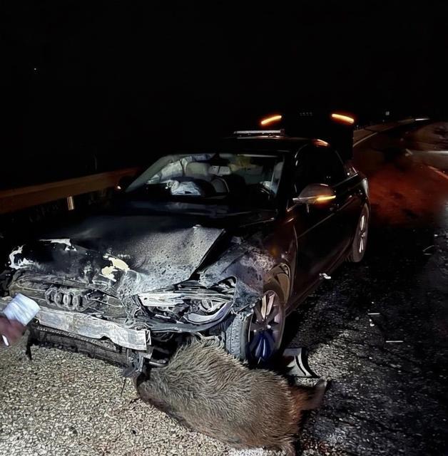 Makam aracı domuz sürüsüne çarptı