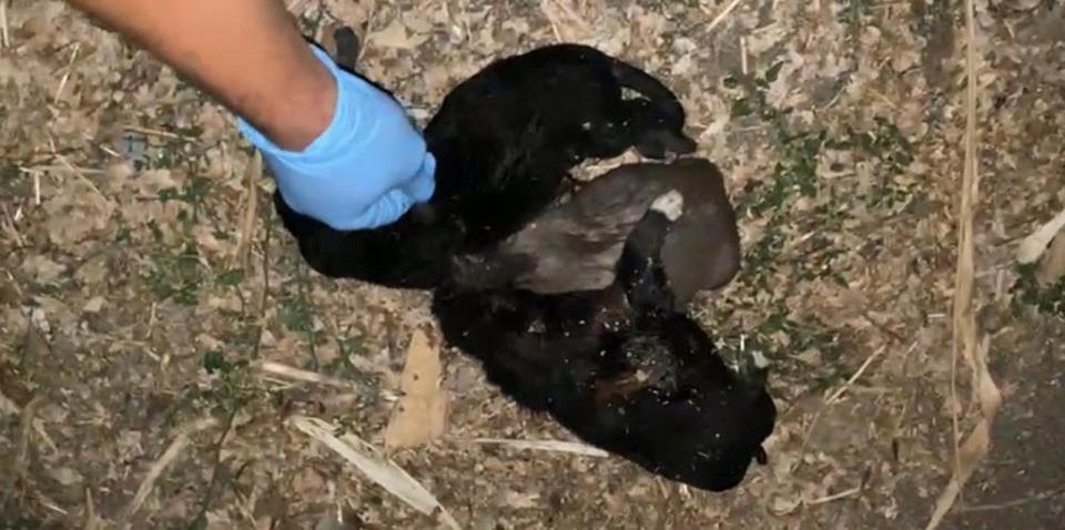 Bahçede iple boğulmuş 3 yavru köpek bulundu