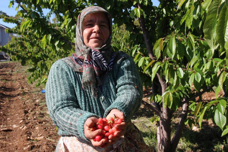 İLK KİRAZIN KİLOSU 3 BİN 500 TL'DEN SATILDI KUZEY YARIMKÜRENİN İLK KİRAZI MANİSA'DA HASAT EDİLDİ