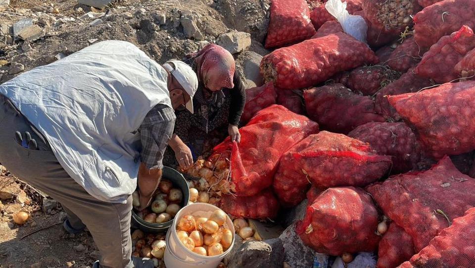 Boş araziye dökülen tonlarca soğanı vatandaşlar evlerine götürdü