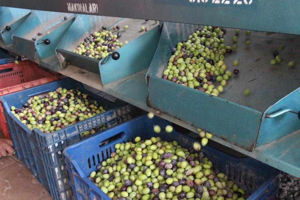 Aydın'da hasat edilen zeytinler boyuna göre ayrılıyor, fiyatı kaliteyle şekilleniyor