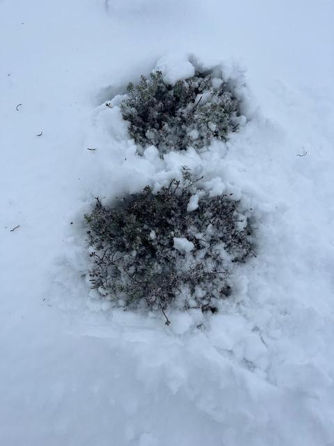 MART SONUNDA KARINCALI DAĞ'DA KAR SÜRPRİZİ BOZDOĞAN BEYAZA BÜRÜNDÜ