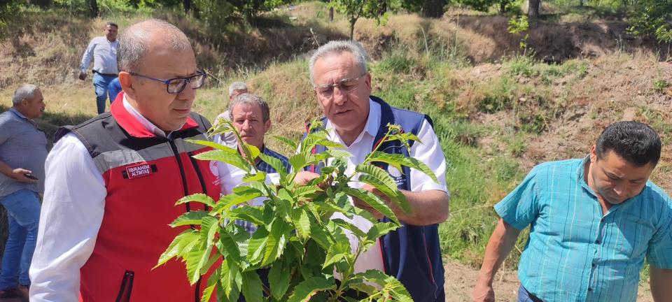 AYDIN'DAN 2023 YILINDA 2 BİN 240 TON KESTANE YURTDIŞINA İHRAÇ EDİLDİ