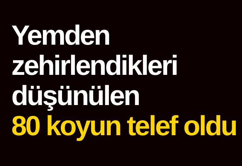 Yemden zehirlendikleri düşünülen 80 koyun telef oldu