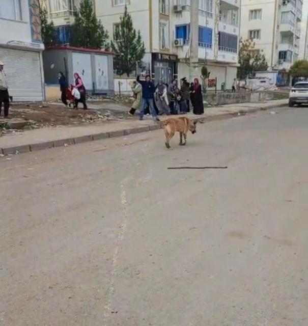 Başıboş köpekler dehşet saçtı