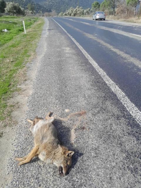 Aydın'da aracın çarptığı tilki telef oldu