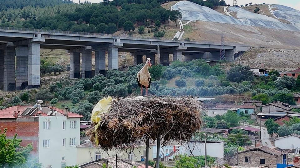 Aydında Leylekler Sayıldı