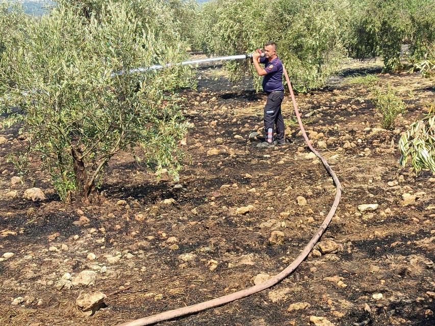 Aydın'da zirai alan yangını