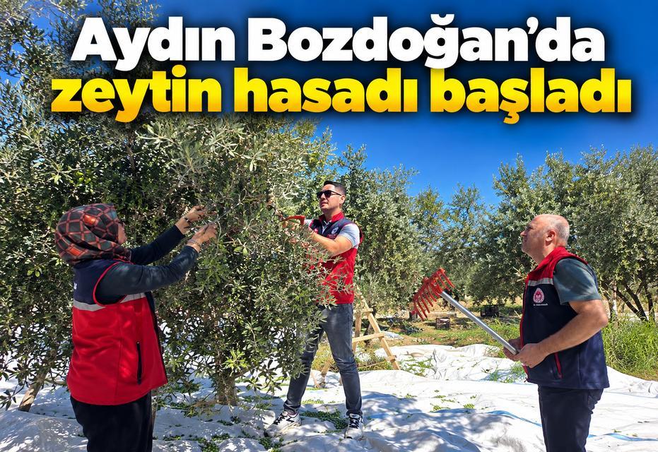 Bozdoğan’da zeytin hasadı başladı