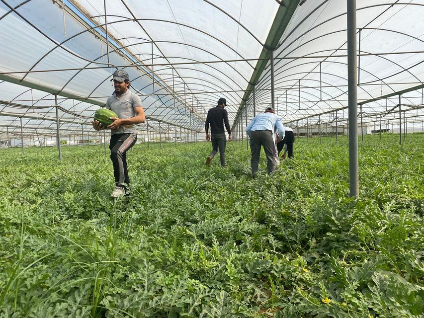 ANTALYA'DAKİ SICAK HAVALAR KARPUZ HASADINI ÖNE ÇEKTİ DÖNÜMDEN 4 TON HASADIN GERÇEKLEŞTİĞİ KARPUZUN KİLOSU 23 İLA 25 LİRA ARASINDA DEĞİŞİYOR