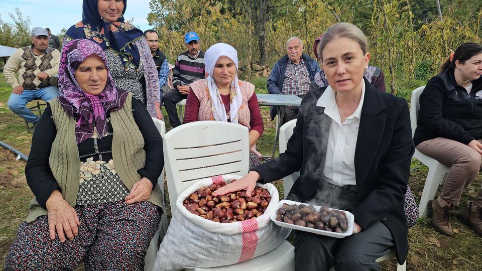 Kaymakam Kan, kestane hasadına katıldı