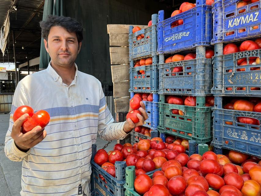 Aydın’ın yerli domatesi çıktı