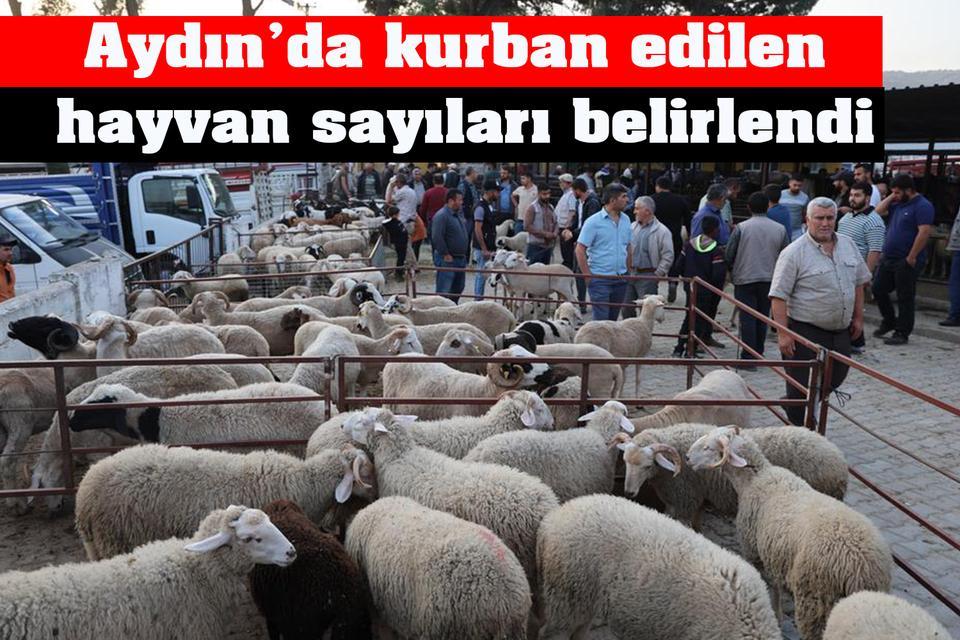 Aydın’da kurban edilen hayvan sayıları belirlendi