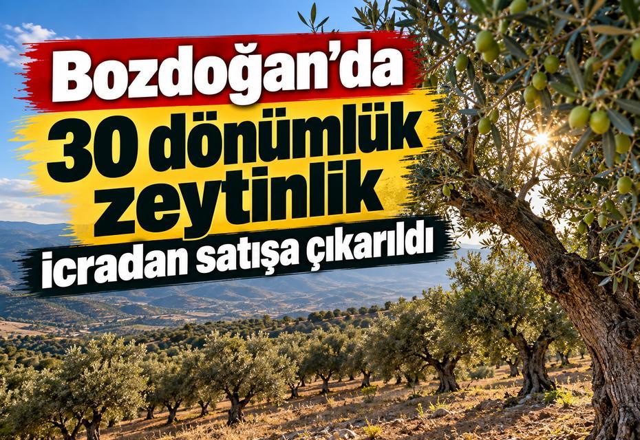 Bozdoğan’da 30 dönümlük zeytinlik icradan satışa çıkarıldı