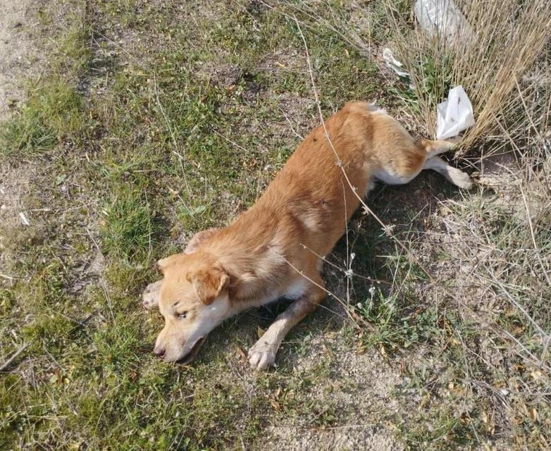 Yol kenarında ölü köpekler bulundu