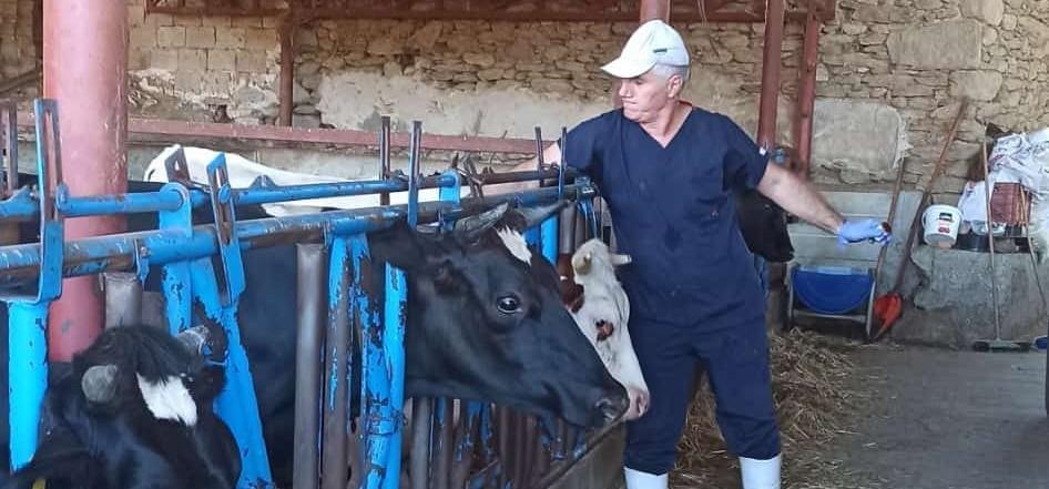 Nazilli’de şap hastalığına karşı aşılama çalışmaları sürüyor