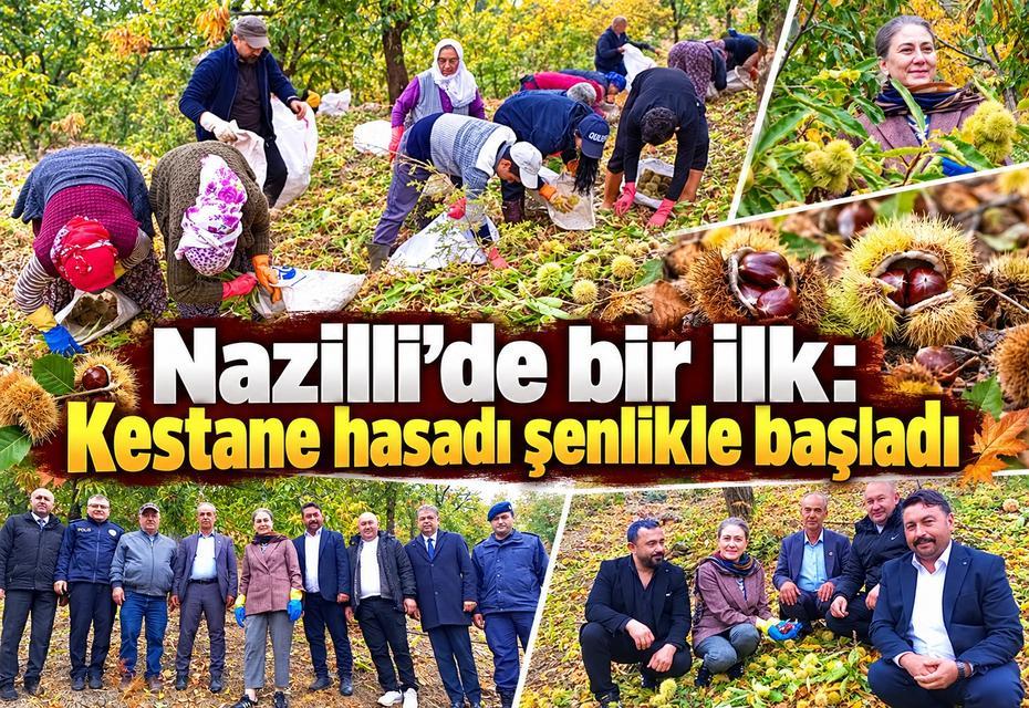 Nazilli’de bir ilk: Kestane hasadı şenlikle başladı
