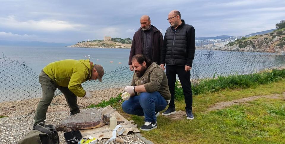 Kuşadası'nda Caretta Caretta kıyıya vurdu