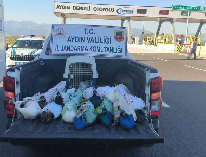 Aydın’da 'Bir bu eksikti' dedirten operasyon