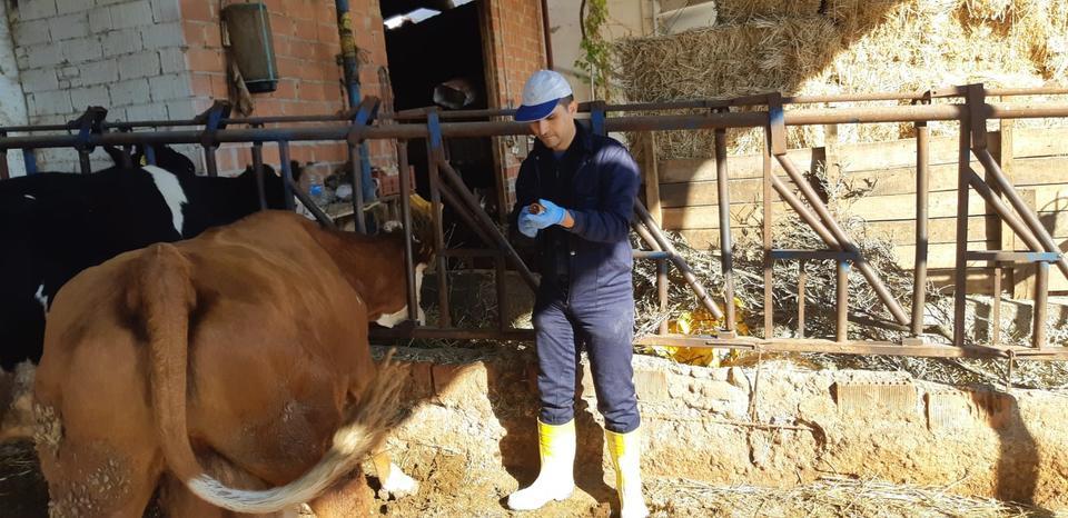 Aydın’da Şap hastalığıyla mücadele aralıksız sürüyor