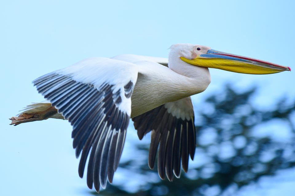 GÖÇ YOLUNDAKİ PELİKAN SÜRÜSÜNÜN BURSA MOLASI