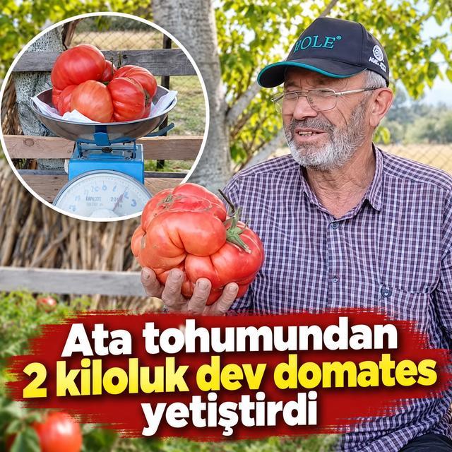 Ata tohumundan 2 kiloluk dev domates yetiştirdi