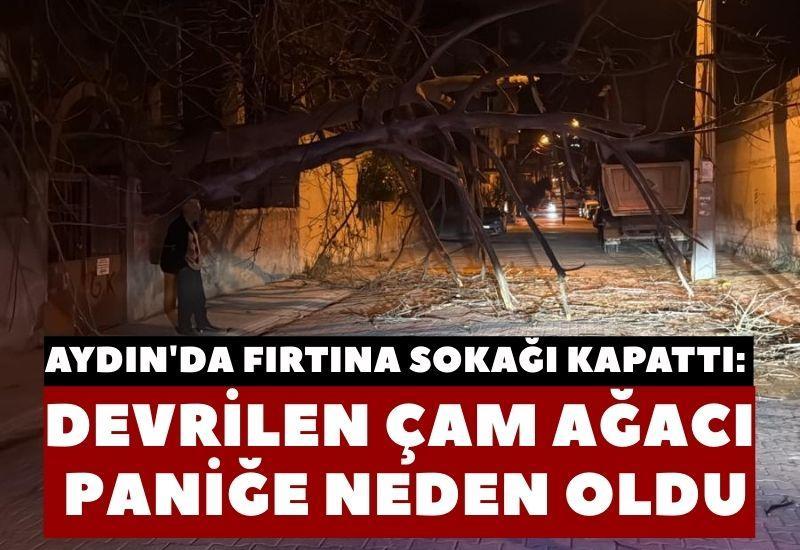 Aydın'da fırtına sokağı kapattı: Devrilen çam ağacı paniğe neden oldu