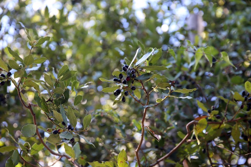 Dağlardan toplanan defne meyveleri geleneksel yöntemle yağa dönüştürülüyor