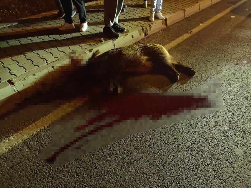 DOMUZ SÜRÜSÜNE ÇARPAN MOTOSİKLET SÜRÜCÜSÜ AĞIR YARALANDI