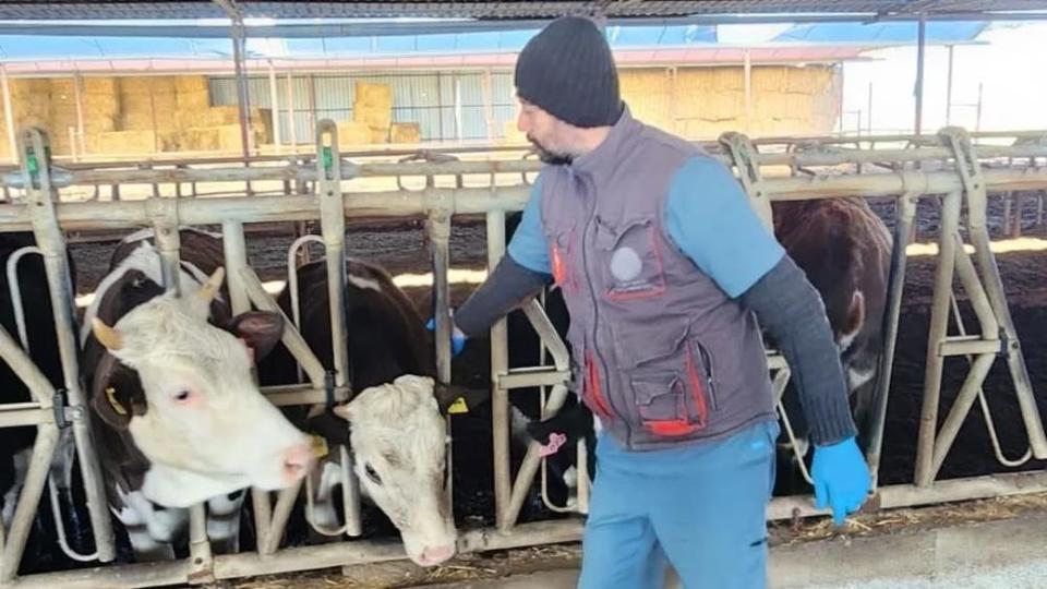 Aydın'da şap ve hastalıklara karşı aşılama çalışmaları sürüyor