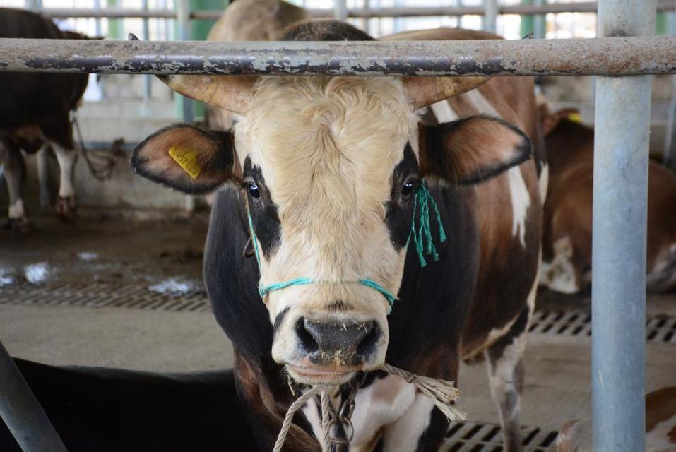 Şap kısıtlamaları kaldırıldı