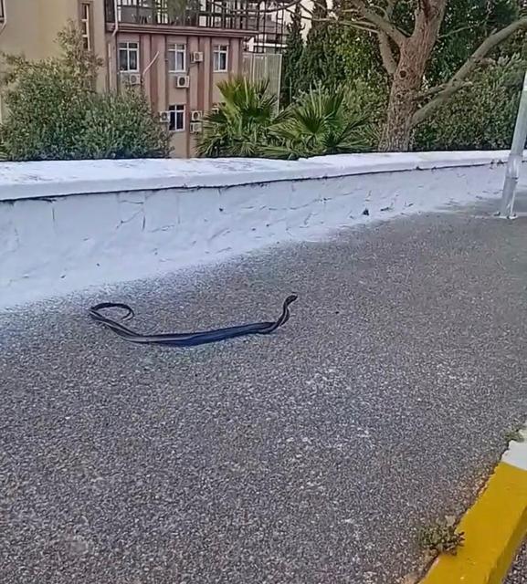 Bozdoğan’da yılanların çiftleşme dansı kamerada