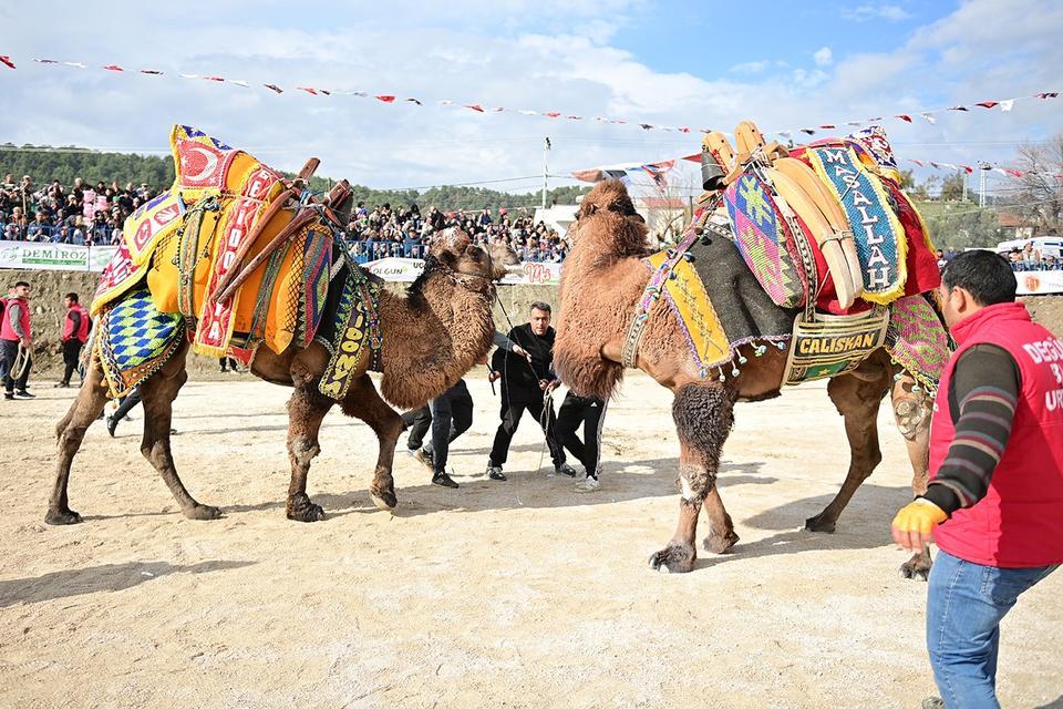 Devecilik kültürü İzmir'de anlatılacak