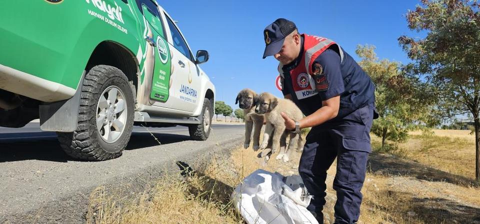 Jandarma ekipleri çuval içerisinde yavru köpekler buldu