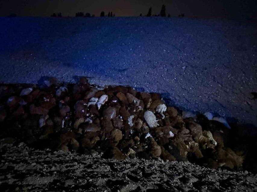 Arı saldırısının bilançosu: Ölü koyun sayısı 816'ya ulaştı!